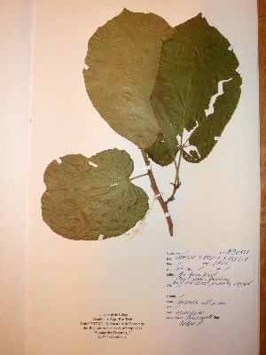  ( - BRLU-NB0531)  @11 [ ] CreativeCommons - Attribution Non-Commercial Share-Alike (2013) Unspecified Herbarium de l'Université Libre de Bruxelles