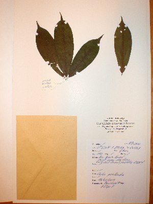  ( - BRLU-NB0533)  @11 [ ] CreativeCommons - Attribution Non-Commercial Share-Alike (2013) Unspecified Herbarium de l'Université Libre de Bruxelles