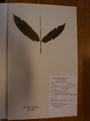 (Entandrophragma - BRLU-NB0547)  @11 [ ] CreativeCommons - Attribution Non-Commercial Share-Alike (2013) Unspecified Herbarium de l'Université Libre de Bruxelles