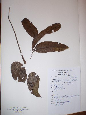  (Entandrophragma cylindricum - BRLU-NB0549)  @11 [ ] CreativeCommons - Attribution Non-Commercial Share-Alike (2013) Unspecified Herbarium de l'Université Libre de Bruxelles