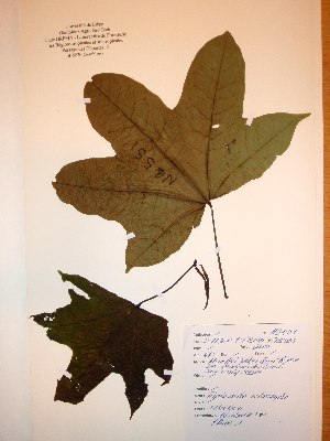  ( - BRLU-NB0551)  @11 [ ] CreativeCommons - Attribution Non-Commercial Share-Alike (2013) Unspecified Herbarium de l'Université Libre de Bruxelles