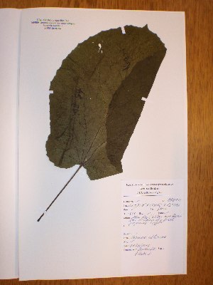  ( - BRLU-NB0554)  @11 [ ] CreativeCommons - Attribution Non-Commercial Share-Alike (2013) Unspecified Herbarium de l'Université Libre de Bruxelles