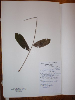  ( - BRLU-NB0564)  @11 [ ] CreativeCommons - Attribution Non-Commercial Share-Alike (2013) Unspecified Herbarium de l'Université Libre de Bruxelles