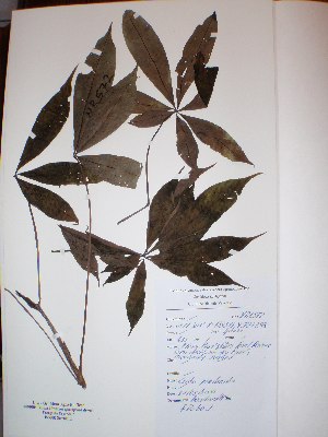  ( - BRLU-NB0572)  @11 [ ] CreativeCommons - Attribution Non-Commercial Share-Alike (2013) Unspecified Herbarium de l'Université Libre de Bruxelles