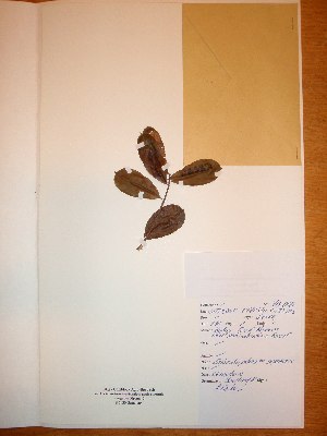  ( - BRLU-NB0582)  @11 [ ] CreativeCommons - Attribution Non-Commercial Share-Alike (2013) Unspecified Herbarium de l'Université Libre de Bruxelles