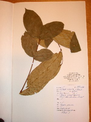  ( - BRLU-NB0584)  @11 [ ] CreativeCommons - Attribution Non-Commercial Share-Alike (2013) Unspecified Herbarium de l'Université Libre de Bruxelles