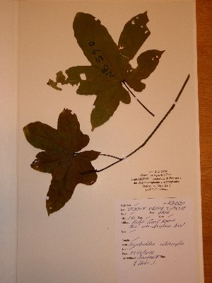  ( - BRLU-NB0590)  @11 [ ] CreativeCommons - Attribution Non-Commercial Share-Alike (2013) Unspecified Herbarium de l'Université Libre de Bruxelles