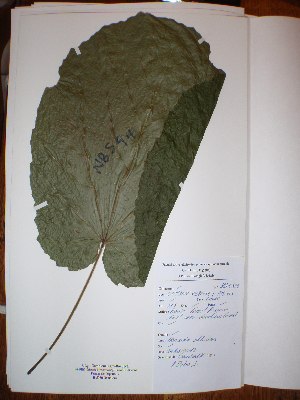  ( - BRLU-NB0594)  @11 [ ] CreativeCommons - Attribution Non-Commercial Share-Alike (2013) Unspecified Herbarium de l'Université Libre de Bruxelles