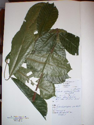  ( - BRLU-NB0601)  @11 [ ] CreativeCommons - Attribution Non-Commercial Share-Alike (2013) Unspecified Herbarium de l'Université Libre de Bruxelles