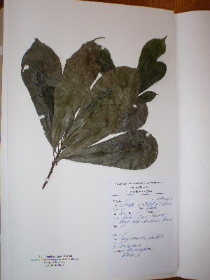  ( - BRLU-NB0605)  @11 [ ] CreativeCommons - Attribution Non-Commercial Share-Alike (2013) Unspecified Herbarium de l'Université Libre de Bruxelles
