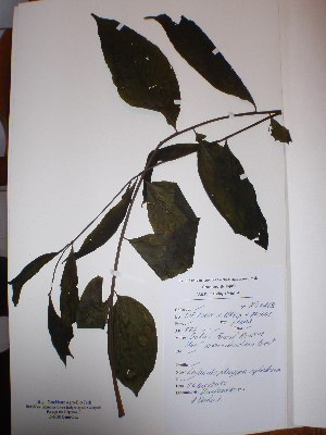  ( - BRLU-NB0619)  @11 [ ] CreativeCommons - Attribution Non-Commercial Share-Alike (2013) Unspecified Herbarium de l'Université Libre de Bruxelles