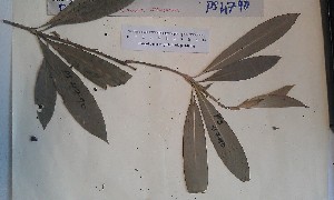  (Dracaena camerooniana - FHO-PS4790)  @11 [ ] Copyright (2013) Cicely Marshall Dept of Plant Sciences, University of Oxford