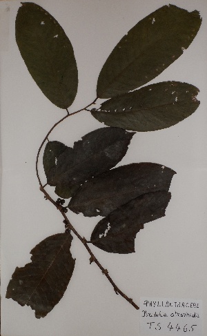  (Bridelia atroviridis - BRLU-TS4465)  @11 [ ] CreativeCommons - Attribution Non-Commercial Share-Alike (2013) Unspecified Herbarium de l'Université Libre de Bruxelles