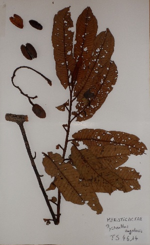  (Pycnanthus angolensis - BRLU-TS4614)  @11 [ ] CreativeCommons - Attribution Non-Commercial Share-Alike (2013) Unspecified Herbarium de l'Université Libre de Bruxelles