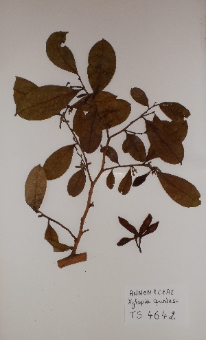  ( - BRLU-TS4642)  @11 [ ] CreativeCommons - Attribution Non-Commercial Share-Alike (2013) Unspecified Herbarium de l'Université Libre de Bruxelles