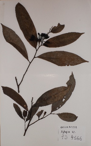  (Xylopia sp - BRLU-TS4666)  @11 [ ] CreativeCommons - Attribution Non-Commercial Share-Alike (2013) Unspecified Herbarium de l'Université Libre de Bruxelles