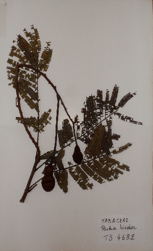  (Parkia bicolor - BRLU-TS4682)  @11 [ ] CreativeCommons - Attribution Non-Commercial Share-Alike (2013) Unspecified Herbarium de l'Université Libre de Bruxelles