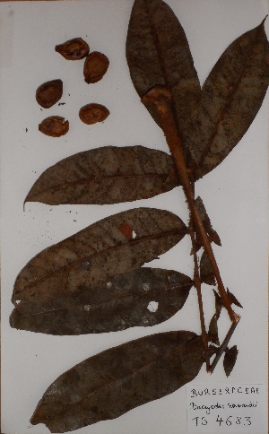  (Dacryodes normandii - BRLU-TS4683)  @11 [ ] CreativeCommons - Attribution Non-Commercial Share-Alike (2013) Unspecified Herbarium de l'Université Libre de Bruxelles