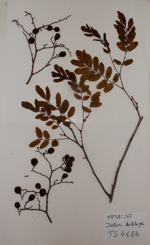  ( - BRLU-TS4684)  @11 [ ] CreativeCommons - Attribution Non-Commercial Share-Alike (2013) Unspecified Herbarium de l'Université Libre de Bruxelles
