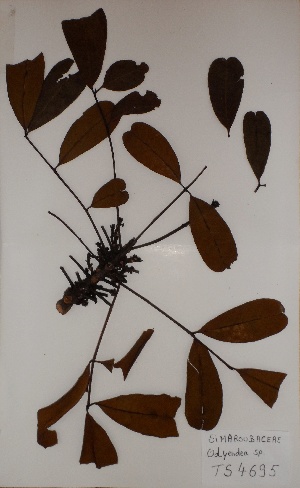  (Simaroubaceae - BRLU-TS4695)  @11 [ ] CreativeCommons - Attribution Non-Commercial Share-Alike (2013) Unspecified Herbarium de l'Université Libre de Bruxelles