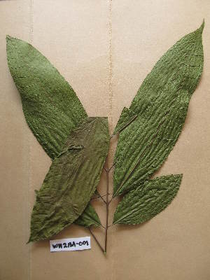  (Lecaniodiscus punctatus - WH213a_001)  @11 [ ] CreativeCommons - Attribution Non-Commercial Share-Alike (2013) Unspecified Herbarium de l'Université Libre de Bruxelles