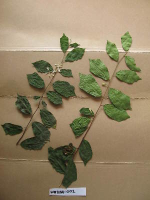  (Turraea heterophylla - WH213a_002)  @11 [ ] CreativeCommons - Attribution Non-Commercial Share-Alike (2013) Unspecified Herbarium de l'Université Libre de Bruxelles