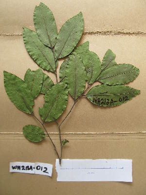  (Diospyros abyssinica - WH213a_012)  @11 [ ] CreativeCommons - Attribution Non-Commercial Share-Alike (2013) Unspecified Herbarium de l'Université Libre de Bruxelles