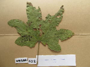  (Triplochiton scleroxylon - WH213a_028)  @11 [ ] CreativeCommons - Attribution Non-Commercial Share-Alike (2013) Unspecified Herbarium de l'Université Libre de Bruxelles