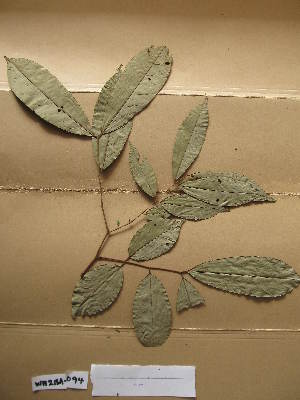  (Anthonotha macroph./sassand./crass - WH213a_094)  @11 [ ] CreativeCommons - Attribution Non-Commercial Share-Alike (2013) Unspecified Herbarium de l'Université Libre de Bruxelles