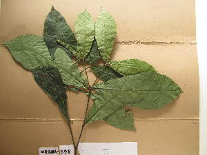  (Psychotria brachyanthoides - WH213a_098)  @11 [ ] CreativeCommons - Attribution Non-Commercial Share-Alike (2013) Unspecified Herbarium de l'Université Libre de Bruxelles