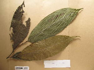  (Beilschmiedia mannii - WH213a_100)  @11 [ ] CreativeCommons - Attribution Non-Commercial Share-Alike (2013) Unspecified Herbarium de l'Université Libre de Bruxelles