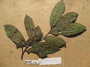  ( - WH213a_113)  @11 [ ] CreativeCommons - Attribution Non-Commercial Share-Alike (2013) Unspecified Herbarium de l'Université Libre de Bruxelles
