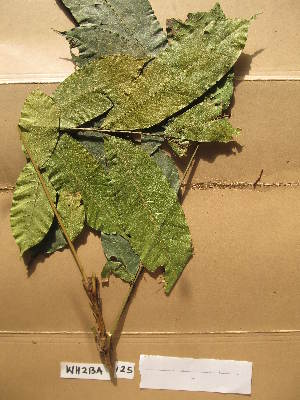  (Placodiscus bancoensis - WH213a_125)  @11 [ ] CreativeCommons - Attribution Non-Commercial Share-Alike (2013) Unspecified Herbarium de l'Université Libre de Bruxelles