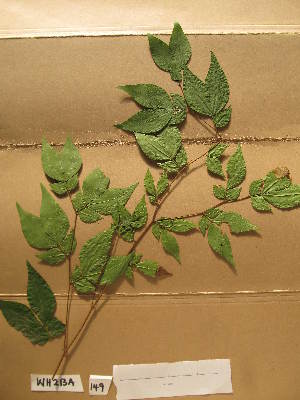  ( - WH213a_149)  @11 [ ] CreativeCommons - Attribution Non-Commercial Share-Alike (2013) Unspecified Herbarium de l'Université Libre de Bruxelles