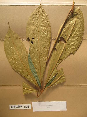  ( - WH213a_158)  @11 [ ] CreativeCommons - Attribution Non-Commercial Share-Alike (2013) Unspecified Herbarium de l'Université Libre de Bruxelles
