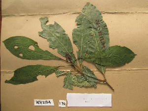  (Rinorea oblongifolia - WH213a_170)  @11 [ ] CreativeCommons - Attribution Non-Commercial Share-Alike (2013) Unspecified Herbarium de l'Université Libre de Bruxelles