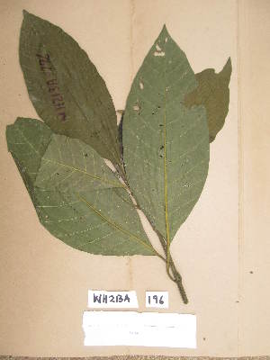  ( - WH213a_196)  @11 [ ] CreativeCommons - Attribution Non-Commercial Share-Alike (2013) Unspecified Herbarium de l'Université Libre de Bruxelles