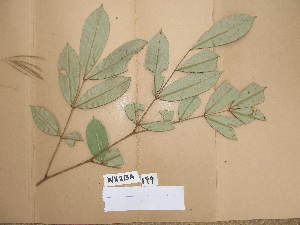  ( - WH213a_199)  @11 [ ] CreativeCommons - Attribution Non-Commercial Share-Alike (2013) Unspecified Herbarium de l'Université Libre de Bruxelles