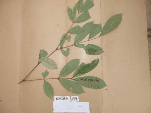  ( - WH213a_199)  @11 [ ] CreativeCommons - Attribution Non-Commercial Share-Alike (2013) Unspecified Herbarium de l'Université Libre de Bruxelles