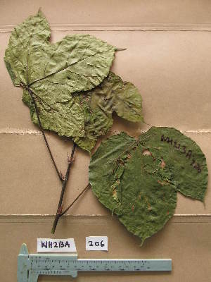  ( - WH213a_206)  @11 [ ] CreativeCommons - Attribution Non-Commercial Share-Alike (2013) Unspecified Herbarium de l'Université Libre de Bruxelles