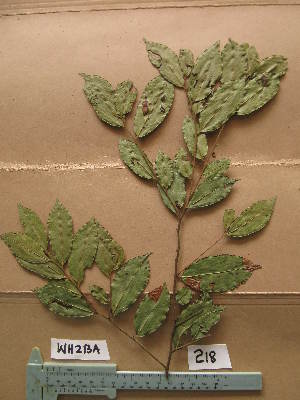  ( - WH213a_218)  @11 [ ] CreativeCommons - Attribution Non-Commercial Share-Alike (2013) Unspecified Herbarium de l'Université Libre de Bruxelles