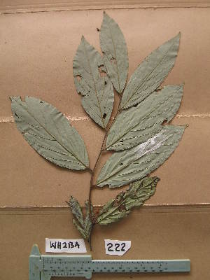  ( - WH213a_222)  @11 [ ] CreativeCommons - Attribution Non-Commercial Share-Alike (2013) Unspecified Herbarium de l'Université Libre de Bruxelles