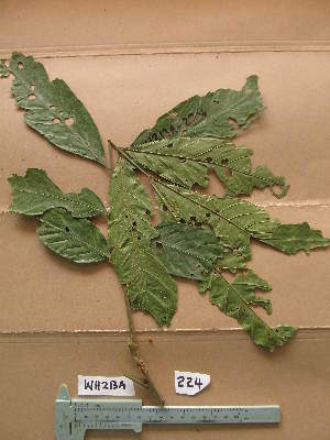  ( - WH213a_224)  @11 [ ] CreativeCommons - Attribution Non-Commercial Share-Alike (2013) Unspecified Herbarium de l'Université Libre de Bruxelles