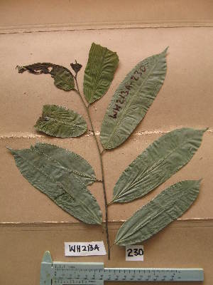  (Anthostema aubryanum - WH213a_230)  @11 [ ] CreativeCommons - Attribution Non-Commercial Share-Alike (2013) Unspecified Herbarium de l'Université Libre de Bruxelles
