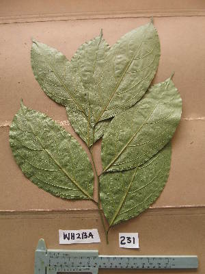  ( - WH213a_231)  @11 [ ] CreativeCommons - Attribution Non-Commercial Share-Alike (2013) Unspecified Herbarium de l'Université Libre de Bruxelles