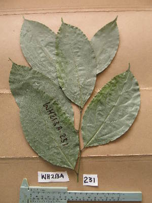  ( - WH213a_231)  @11 [ ] CreativeCommons - Attribution Non-Commercial Share-Alike (2013) Unspecified Herbarium de l'Université Libre de Bruxelles