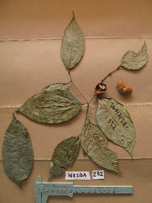  ( - WH213a_232)  @11 [ ] CreativeCommons - Attribution Non-Commercial Share-Alike (2013) Unspecified Herbarium de l'Université Libre de Bruxelles
