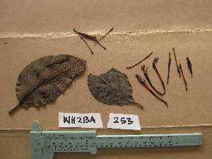  (Tapinanthus - WH213a_253)  @11 [ ] CreativeCommons - Attribution Non-Commercial Share-Alike (2013) Unspecified Herbarium de l'Université Libre de Bruxelles