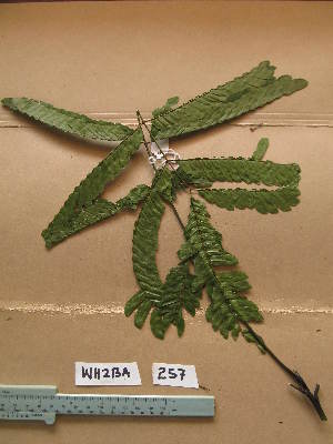  ( - WH213a_257)  @11 [ ] CreativeCommons - Attribution Non-Commercial Share-Alike (2013) Unspecified Herbarium de l'Université Libre de Bruxelles