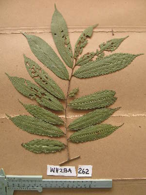  ( - WH213a_262)  @11 [ ] CreativeCommons - Attribution Non-Commercial Share-Alike (2013) Unspecified Herbarium de l'Université Libre de Bruxelles
